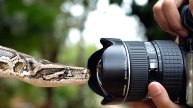 Vahşi yaşamda fotoğrafçılık yapmak cesaret işi midir?