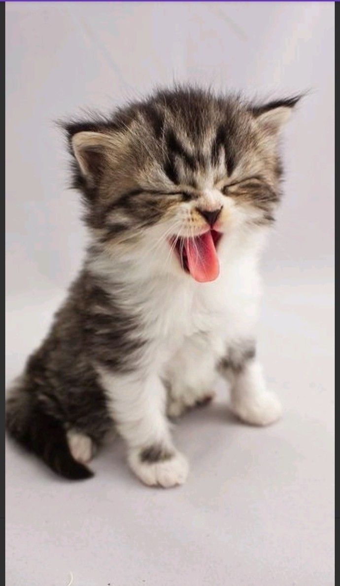 Kedileri Ne Kadar Seviyorsunuz Yüzde Belirleyecek Olsanız Bu % Kaç Olur du 🐈😻 Resimlerde ki Gibi Kediniz Olsun İster Misiniz?