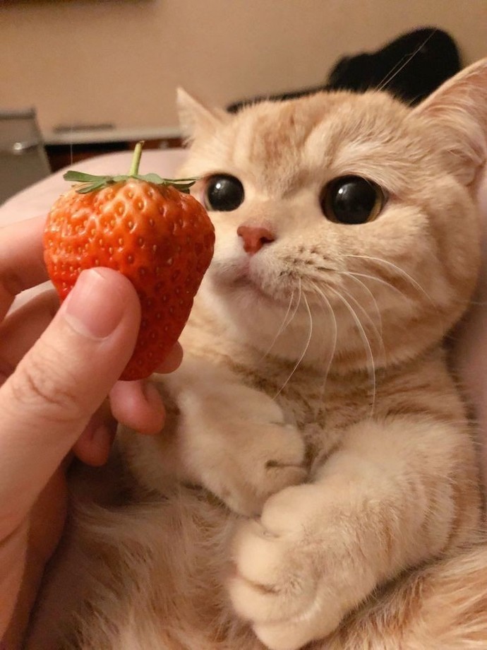 Kedileri Ne Kadar Seviyorsunuz Yüzde Belirleyecek Olsanız Bu % Kaç Olur du 🐈😻 Resimlerde ki Gibi Kediniz Olsun İster Misiniz?