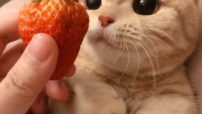 Kedileri Ne Kadar Seviyorsunuz Yüzde Belirleyecek Olsanız Bu % Kaç Olur du 🐈😻 Resimlerde ki Gibi Kediniz Olsun İster Misiniz?