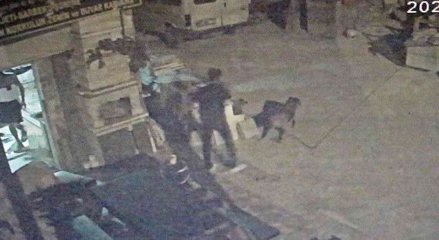 Antalyada bir köpeği tabancayla öldüren şahıs yakalandı! Sizce ne ceza verilmeli?