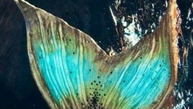 Detaya bakar mısınız?