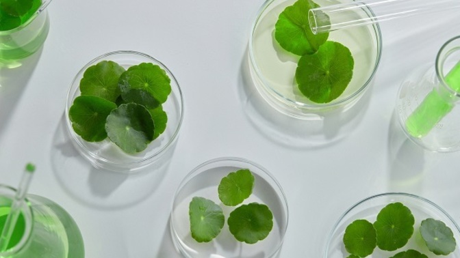 Centella Asiatica bitkisini daha önce duydunuz mu, saça faydası nedir?
