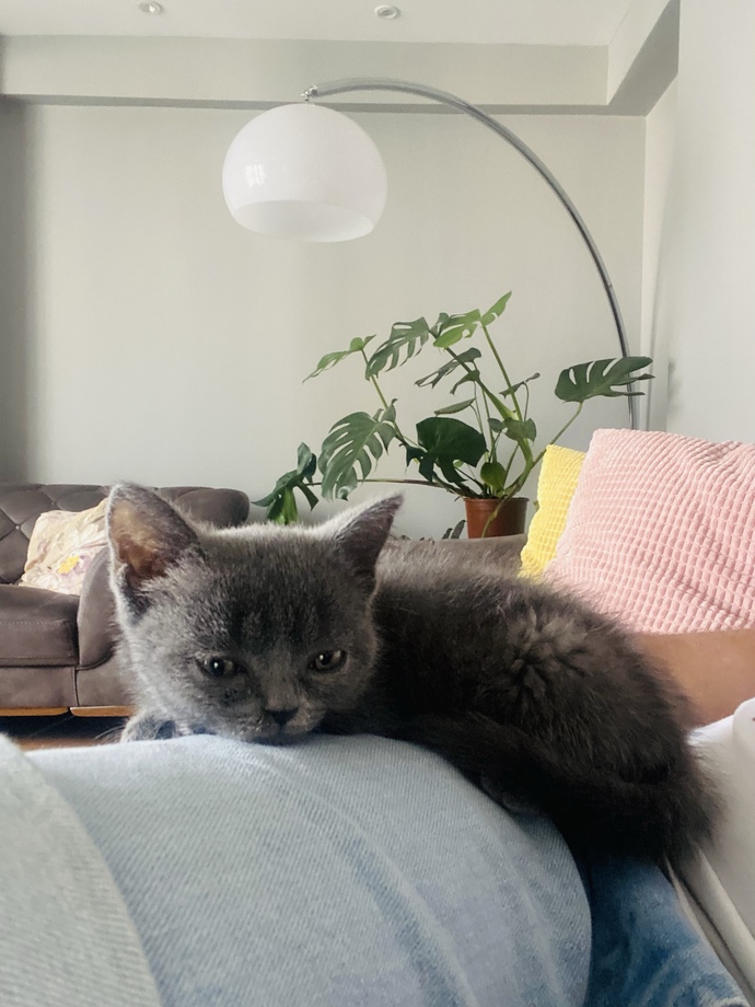 2.5 aylık British Shorthair kedimiz var, siz de kedi bakıyor musunuz?