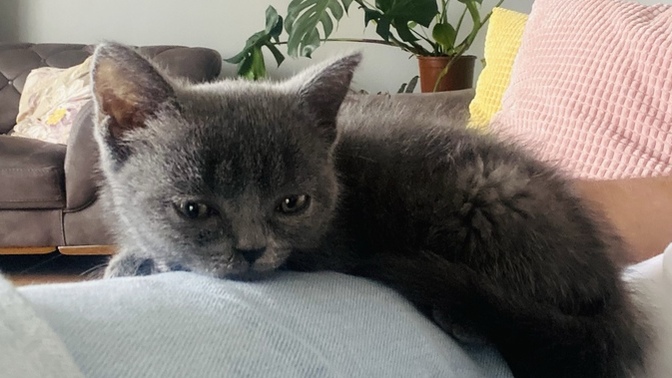 2.5 aylık British Shorthair kedimiz var, siz de kedi bakıyor musunuz?