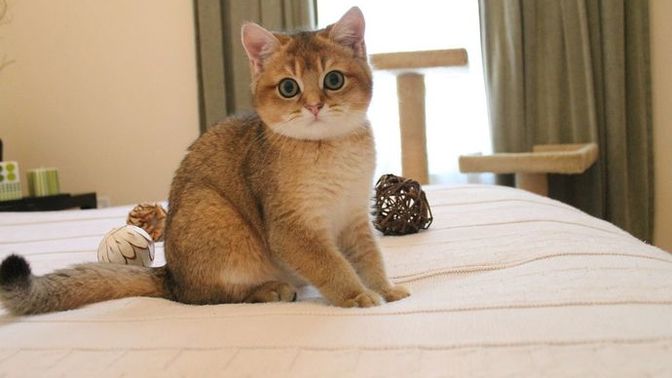Yetişkin kediler yavru kedi maması yer mi?