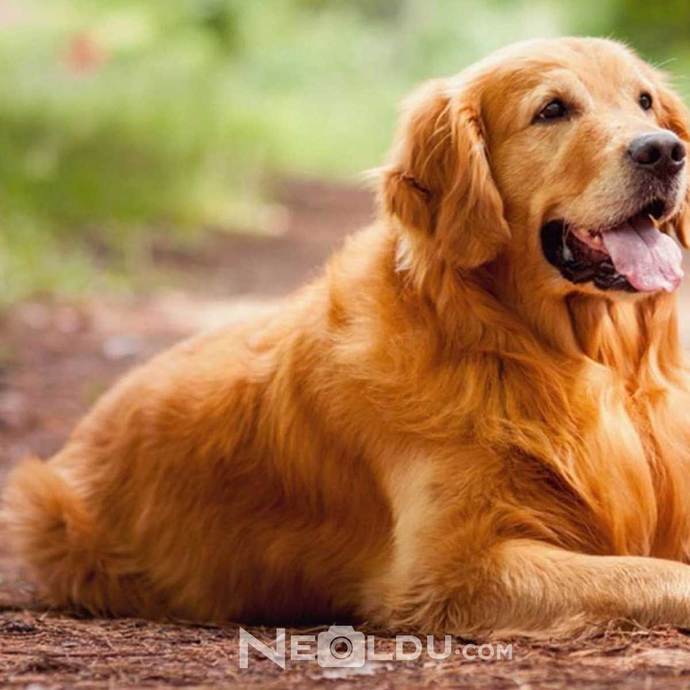 Golden Retriever mi Labrador Retriever mi?