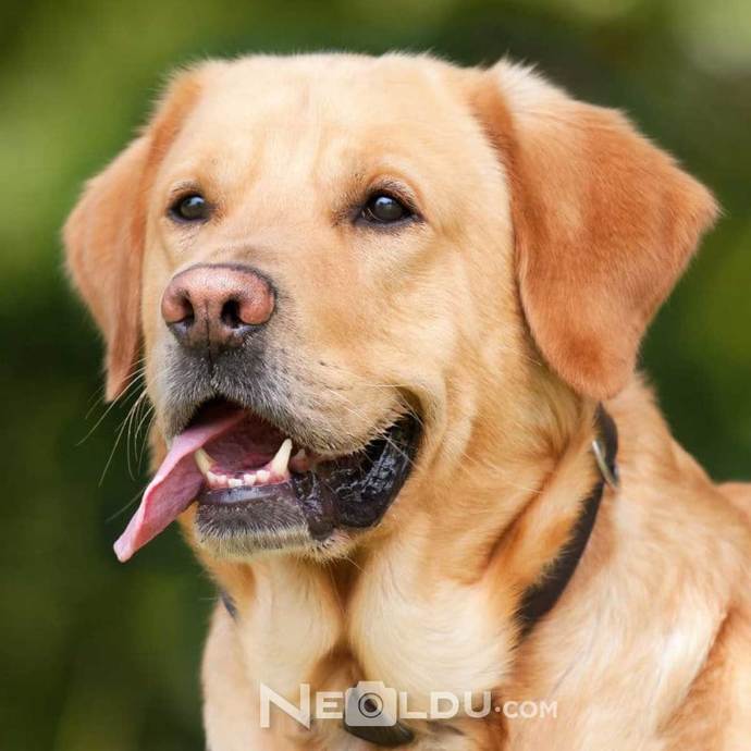 Golden Retriever mi Labrador Retriever mi?