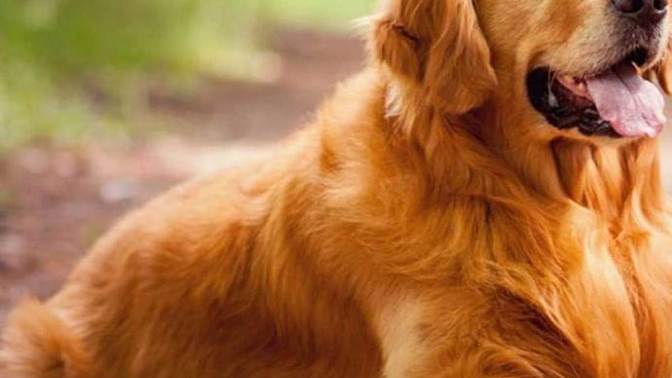 Golden Retriever mi Labrador Retriever mi?