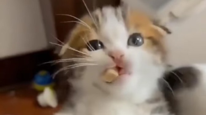 Sinirli kediler çok tatlı değil mi?