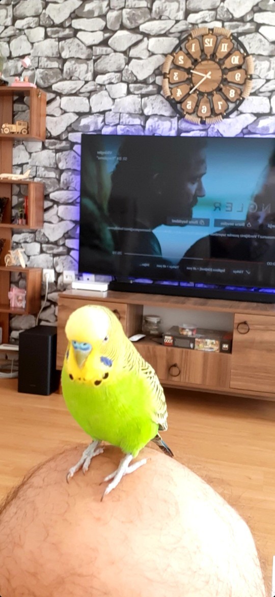 Kuşum sabah sabah benimle aşk yaşıyor ve kahvaltı yapacağız. Sizin de evcil hayvanınız var mı?