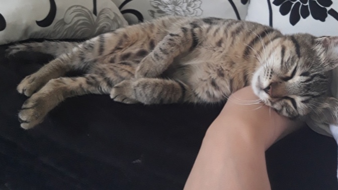 Evcil hayvanınız var mı ya da  olmasını ister misiniz?
