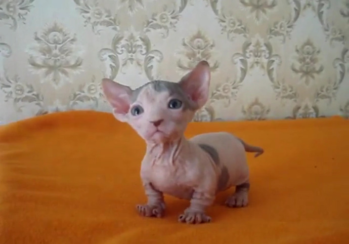 Kedi alacağım ama tüysüz almak istiyorum. Bildiğiniz tüysüz kedi cinsleri neler?