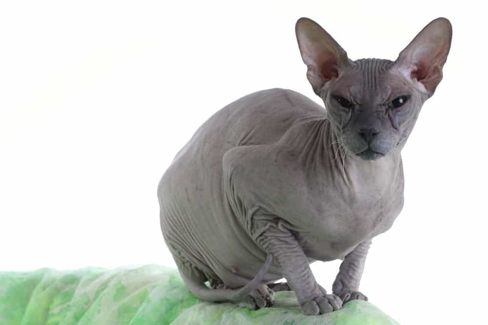 Kedi alacağım ama tüysüz almak istiyorum. Bildiğiniz tüysüz kedi cinsleri neler?