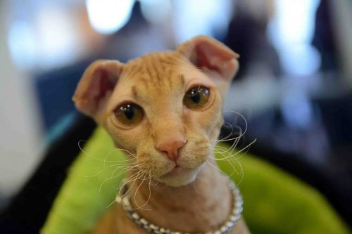 Kedi alacağım ama tüysüz almak istiyorum. Bildiğiniz tüysüz kedi cinsleri neler?