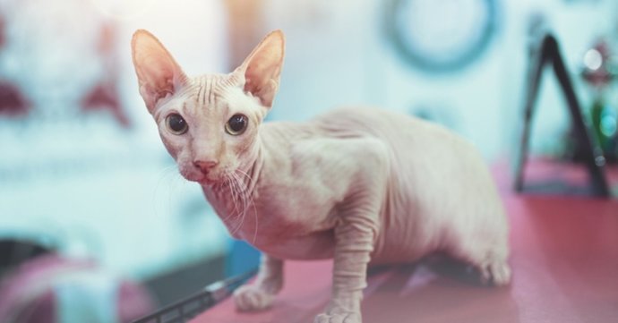 Kedi alacağım ama tüysüz almak istiyorum. Bildiğiniz tüysüz kedi cinsleri neler?