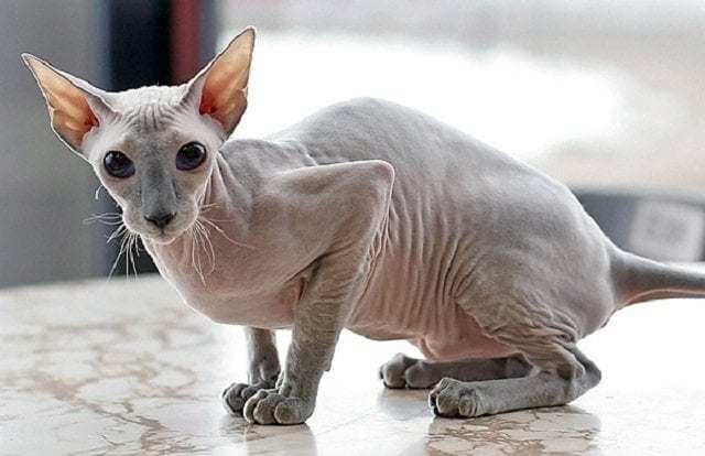 Kedi alacağım ama tüysüz almak istiyorum. Bildiğiniz tüysüz kedi cinsleri neler?