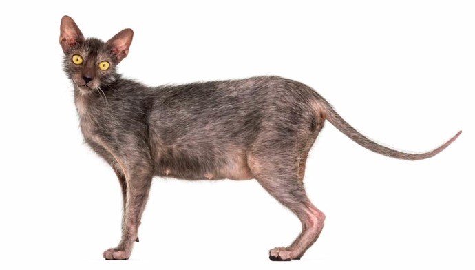 Kedi alacağım ama tüysüz almak istiyorum. Bildiğiniz tüysüz kedi cinsleri neler?