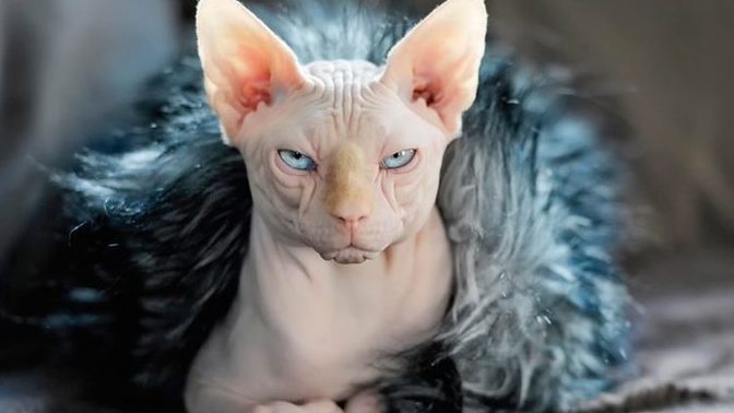 Kedi alacağım ama tüysüz almak istiyorum. Bildiğiniz tüysüz kedi cinsleri neler?