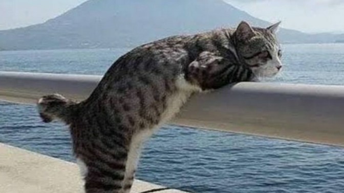 Hayat size neyi ifade ediyor?