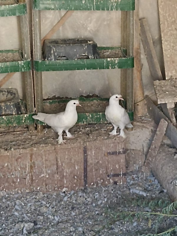 Galerinizdeki en son fotoğraf nedir 🤷‍♀️?