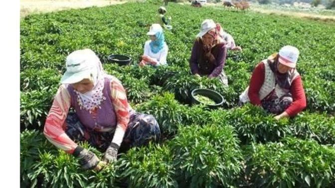 Turkiye vatandaşları afrika ülkeleri gibi köle vatandaş mi oldu?
