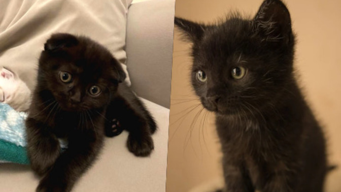 Simsiyah bir kedim oldu. Zeytin, kömür gibi klasik isimler dışında isim önerileriniz neler?