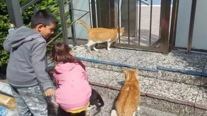 Site yönetimi, 6 yaşında kedilere su veren çocuğun ailesine "ortak kullanım ihlali" sebebiyle para cezası verdi. Böyle iş mi olur?