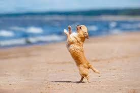 Serbest stil köpek dansı sporunu yaparmıydınız?
