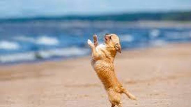 Serbest stil köpek dansı sporunu yaparmıydınız?