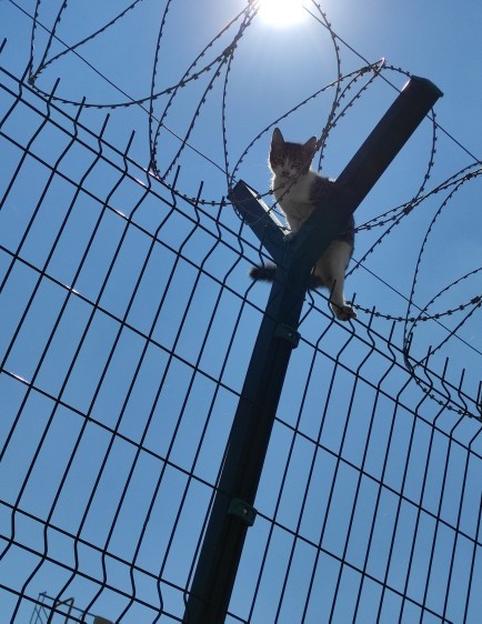Kedileri ne kadar çok seviyorsunuz?