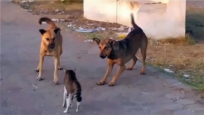 Kayseri’de köpek yüzünden çıkan kavga sosyal medyada gündem oldu! Hangi taraf haklı sizce?