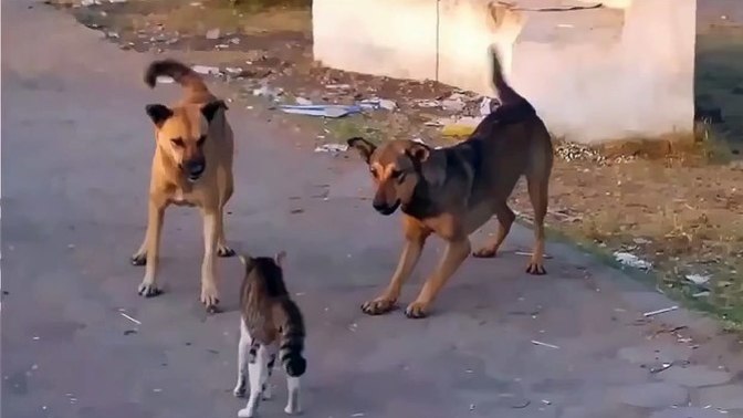 Kayseri’de köpek yüzünden çıkan kavga sosyal medyada gündem oldu! Hangi taraf haklı sizce?