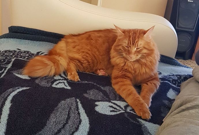 Evcil hayvanınız var mı, varsa fotoğrafını atar mısınız?