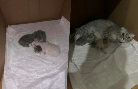 Kızımız doğurdu, KSye 3 tane minnacık yavru geldi! 3 yavrumuza da isim önerilerinizi alabilir miyiz?