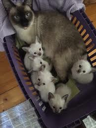Kızımız doğurdu, KS'ye 3 tane minnacık yavru geldi! 3 yavrumuza da isim önerilerinizi alabilir miyiz?