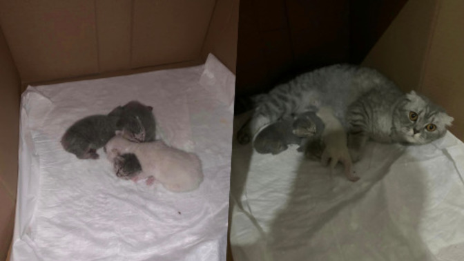 Kızımız doğurdu, KS'ye 3 tane minnacık yavru geldi! 3 yavrumuza da isim önerilerinizi alabilir miyiz?