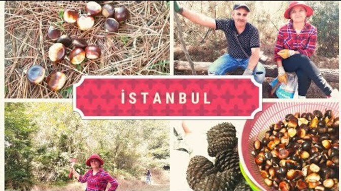 İstanbul'da kestane ormanları nerelerde?