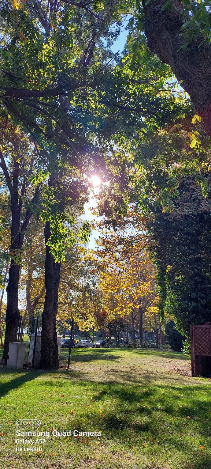 🌳Ağaç altinda oturmayı sever misiniz?