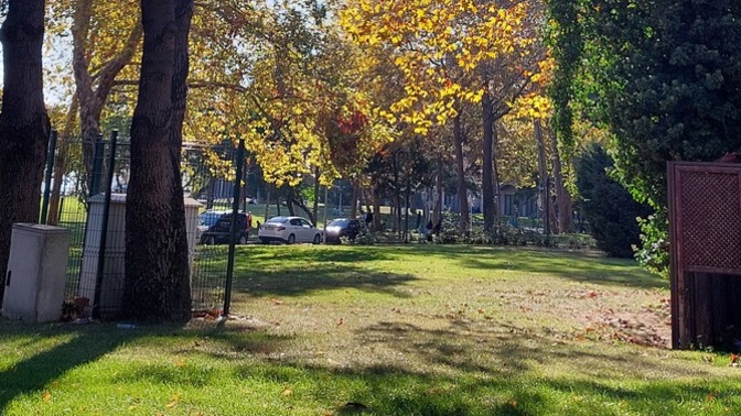 🌳Ağaç altinda oturmayı sever misiniz?