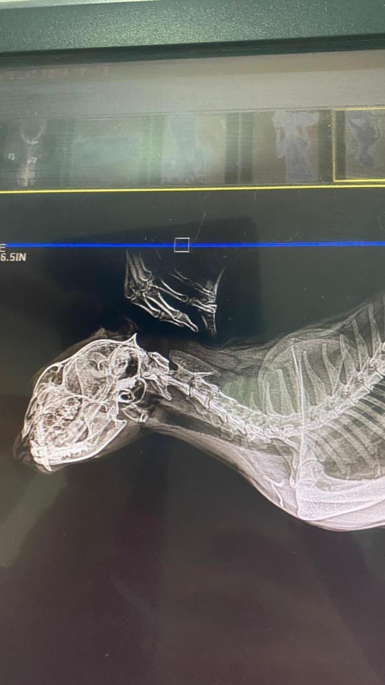 Yarın veteriner hekim olarak klinikte işe başlayacağım. Çok heyecanlanıyım, tebrik alır mıyım bi?