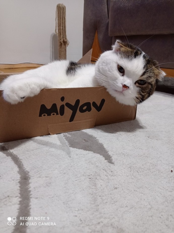 Kedime 1000 TL'ye yatak aldım ama o ayakkabı kutusunda uyuyor. Bu kedi vizyonsuz mu?