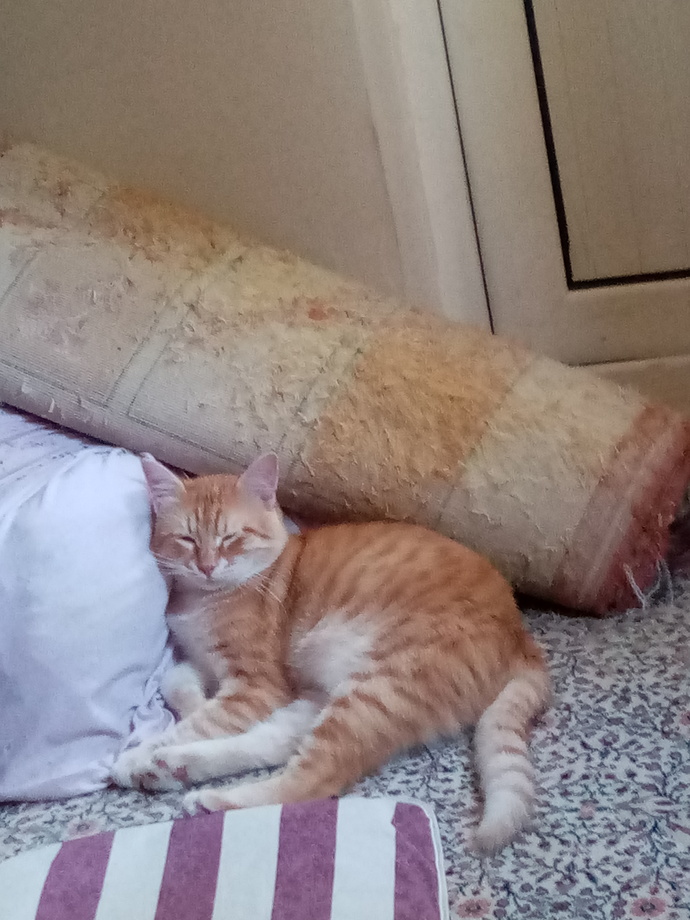 Kedime 1000 TL'ye yatak aldım ama o ayakkabı kutusunda uyuyor. Bu kedi vizyonsuz mu?