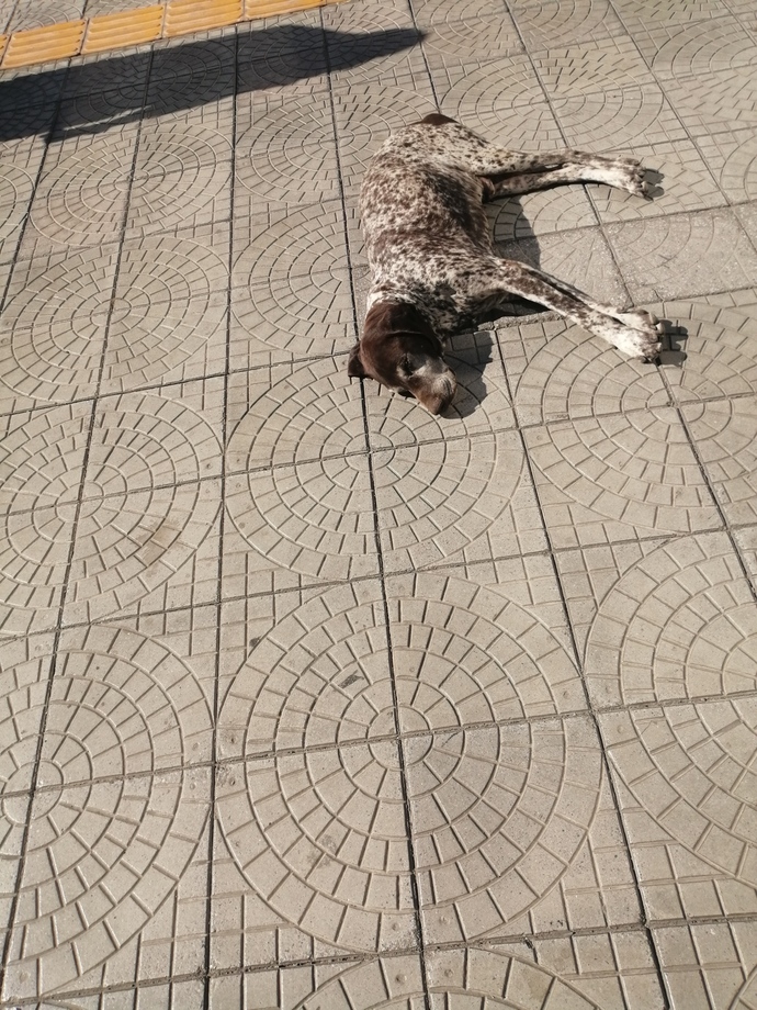 Barınakta cins köpek olur mu?