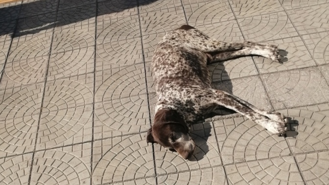 Barınakta cins köpek olur mu?