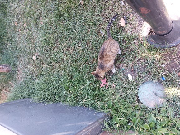 Sokak hayvanlarina yardim eder misiniz?