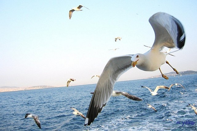 Seninle martı gibi aynı denizden balık yiyebilirdik dediğiniz birisi var mı?