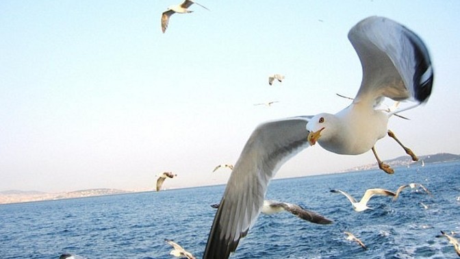 Seninle martı gibi aynı denizden balık yiyebilirdik dediğiniz birisi var mı?