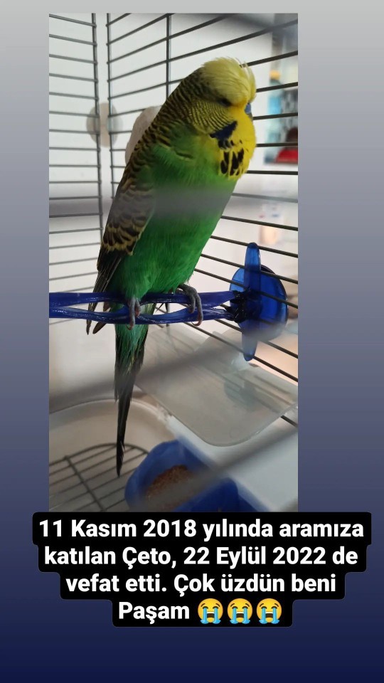 Papağanıma bir şey olmaz değil mi?