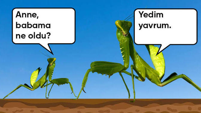 Hangi burç tarafından sevilmek isterdiniz?